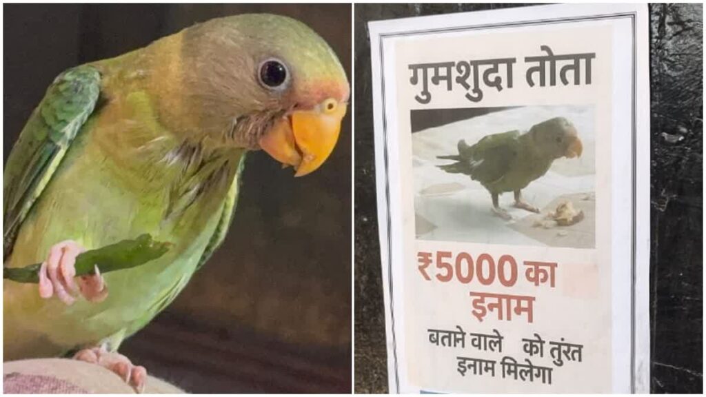 इस गुमशुदा तोते को ढूंढने वाले को ₹5000 का इनाम, हरिद्वार शहर में लगे पोस्टर